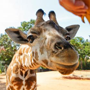 perth zoo