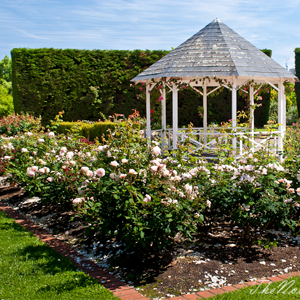 st kilda gardens
