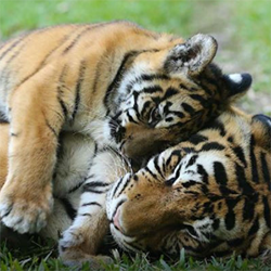Dreamworld