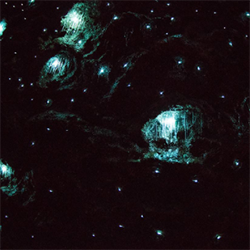 Glow Worms