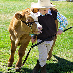 Royal Hobart Show