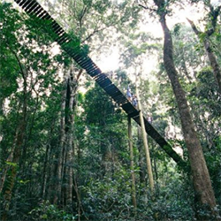 Treetops Walk