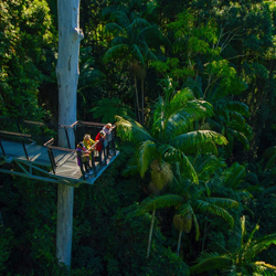 rainforest